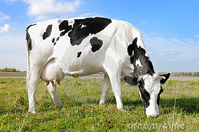 vaca-lechera-negra-blanca-en-pasto-de-la-hierba-verde-12479044